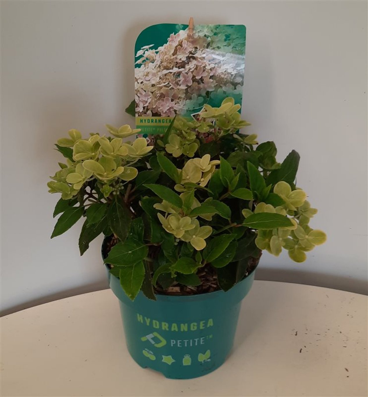 Hydrangea pan. 'Polestar' - C3 25-30 CM